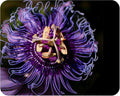 Incense Violet Purple Blue Passion Flower Vine Live Plant Starter Size 4 Inch Pot Y88988