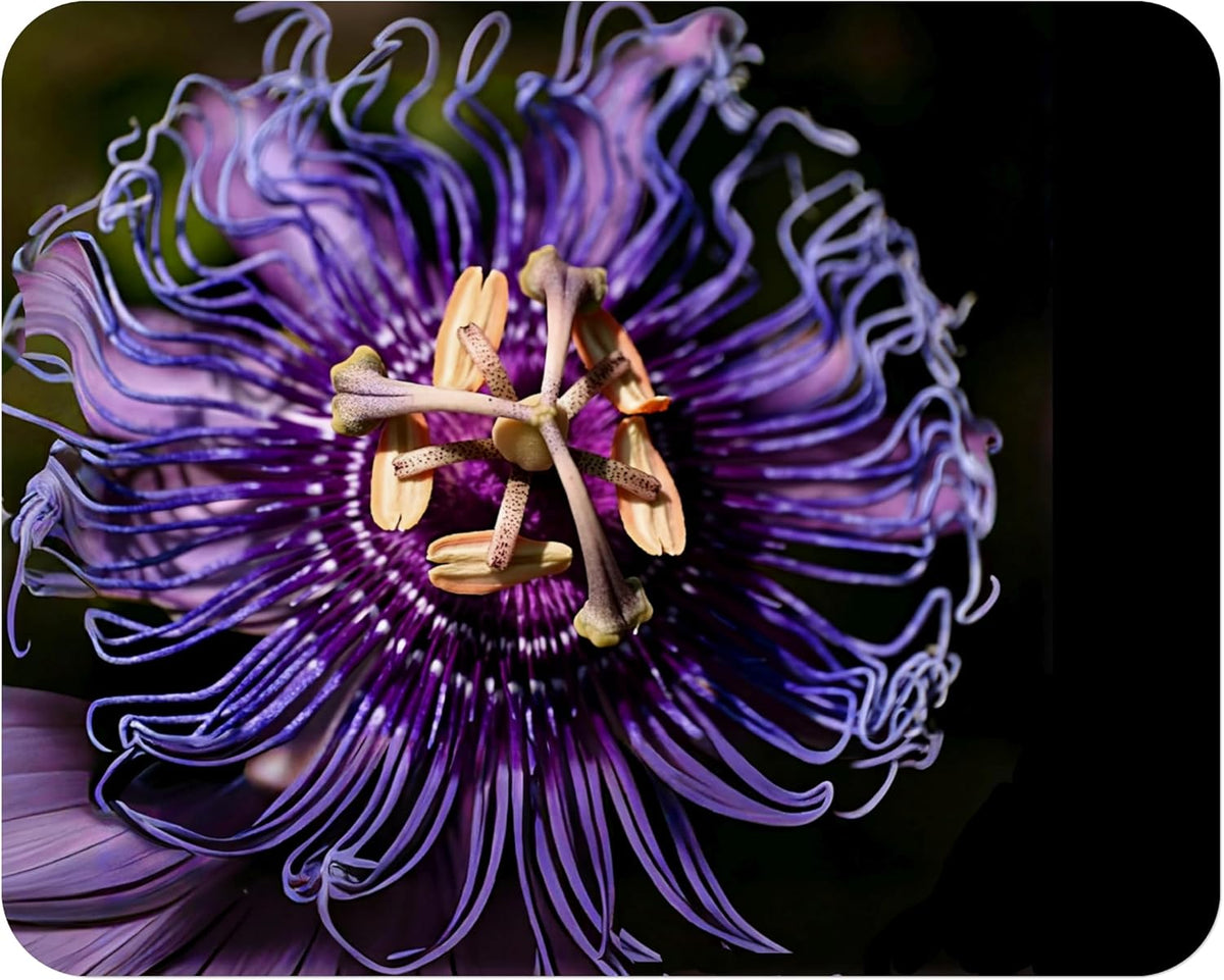 Incense Violet Purple Blue Passion Flower Vine Live Plant Starter Size 4 Inch Pot Y88988