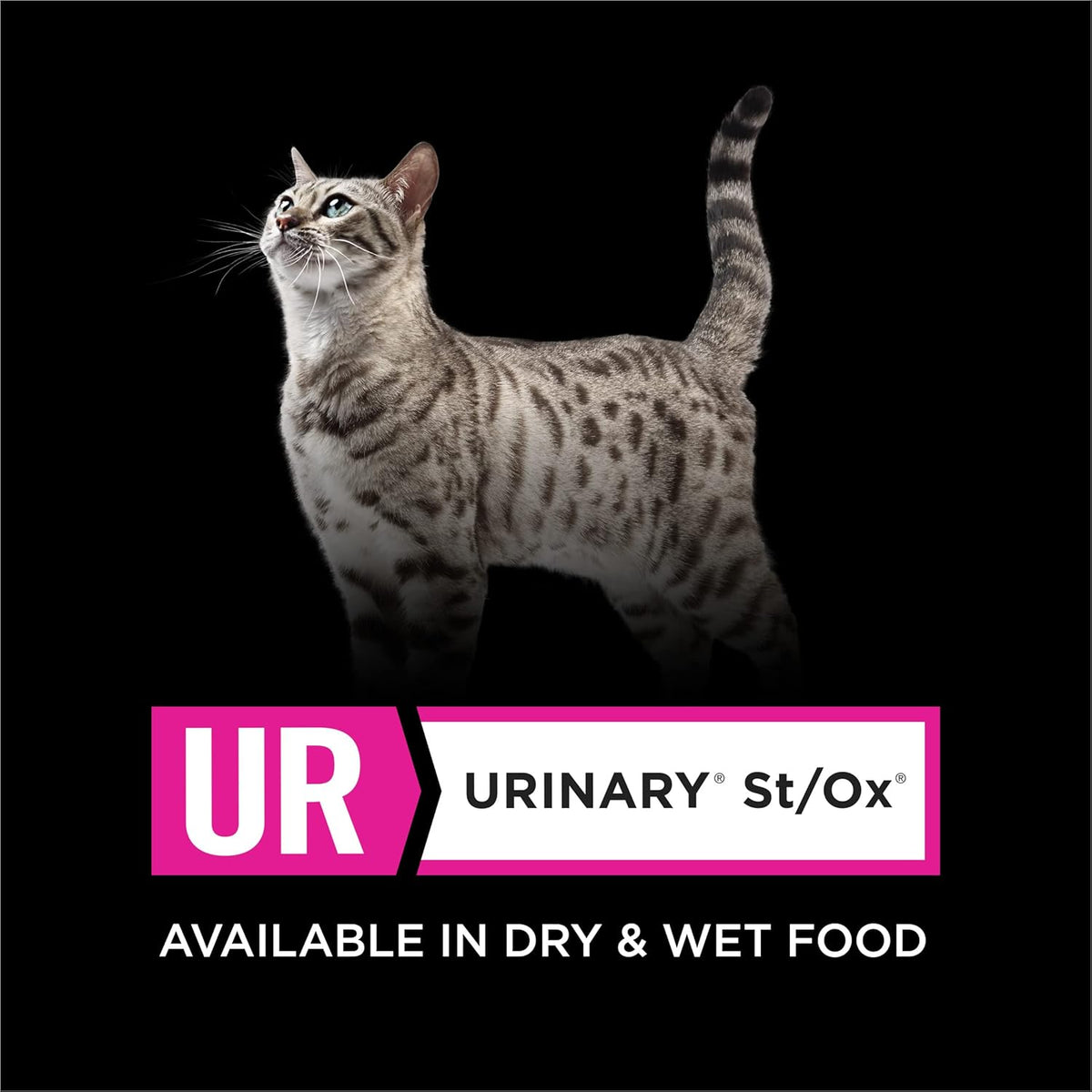 24 x 5.5 oz Wet Cat Food S76219