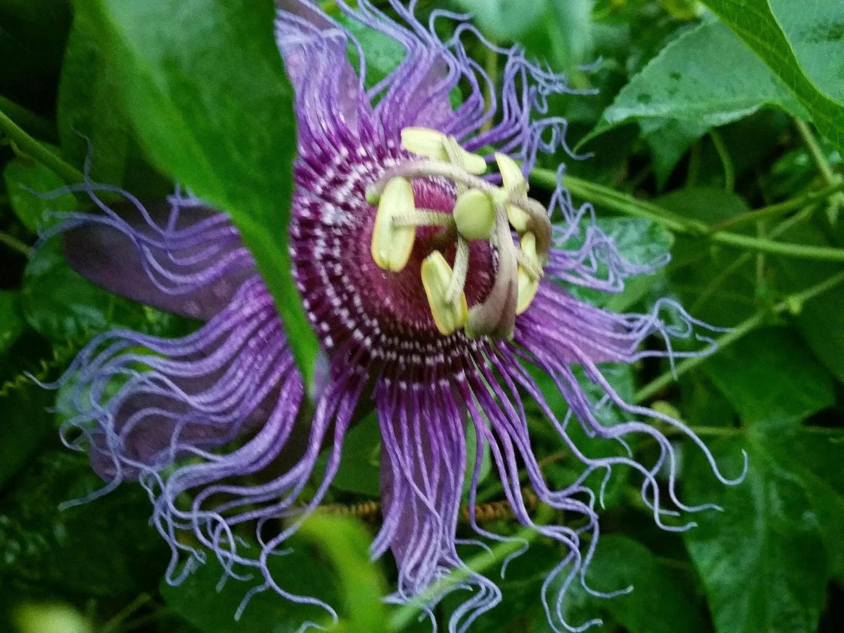 Incense Violet Purple Blue Passion Flower Vine Live Plant Starter Size 4 Inch Pot Y88988