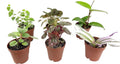 6 Live Plants in 2 Inch Pots T108081