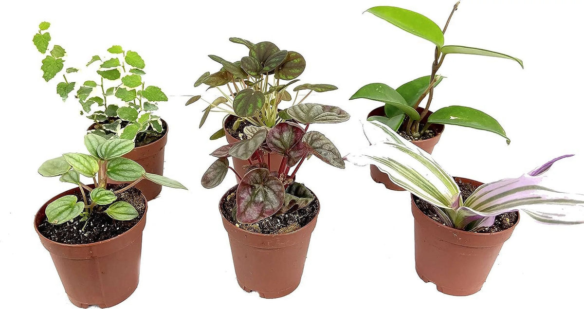 6 Live Plants in 2 Inch Pots T108081