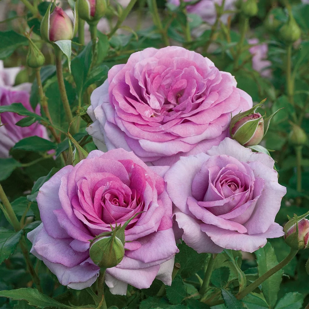 Live Floribunda Rose Bush X94397