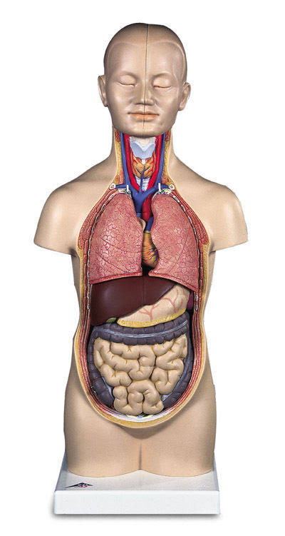 Mini Human Torso 12-Part O2449