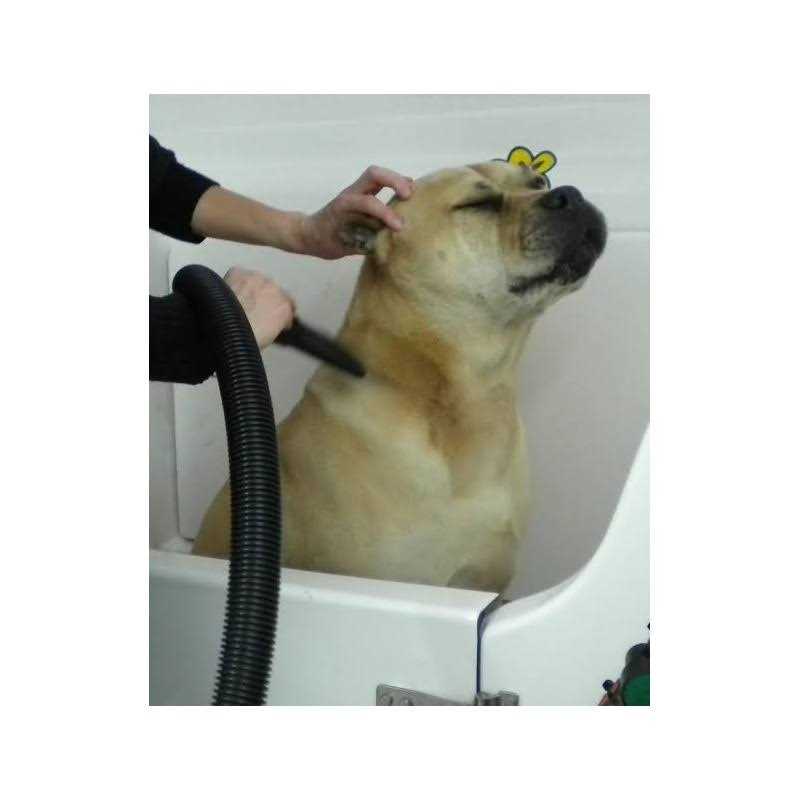Pet Hair Dryer I510428