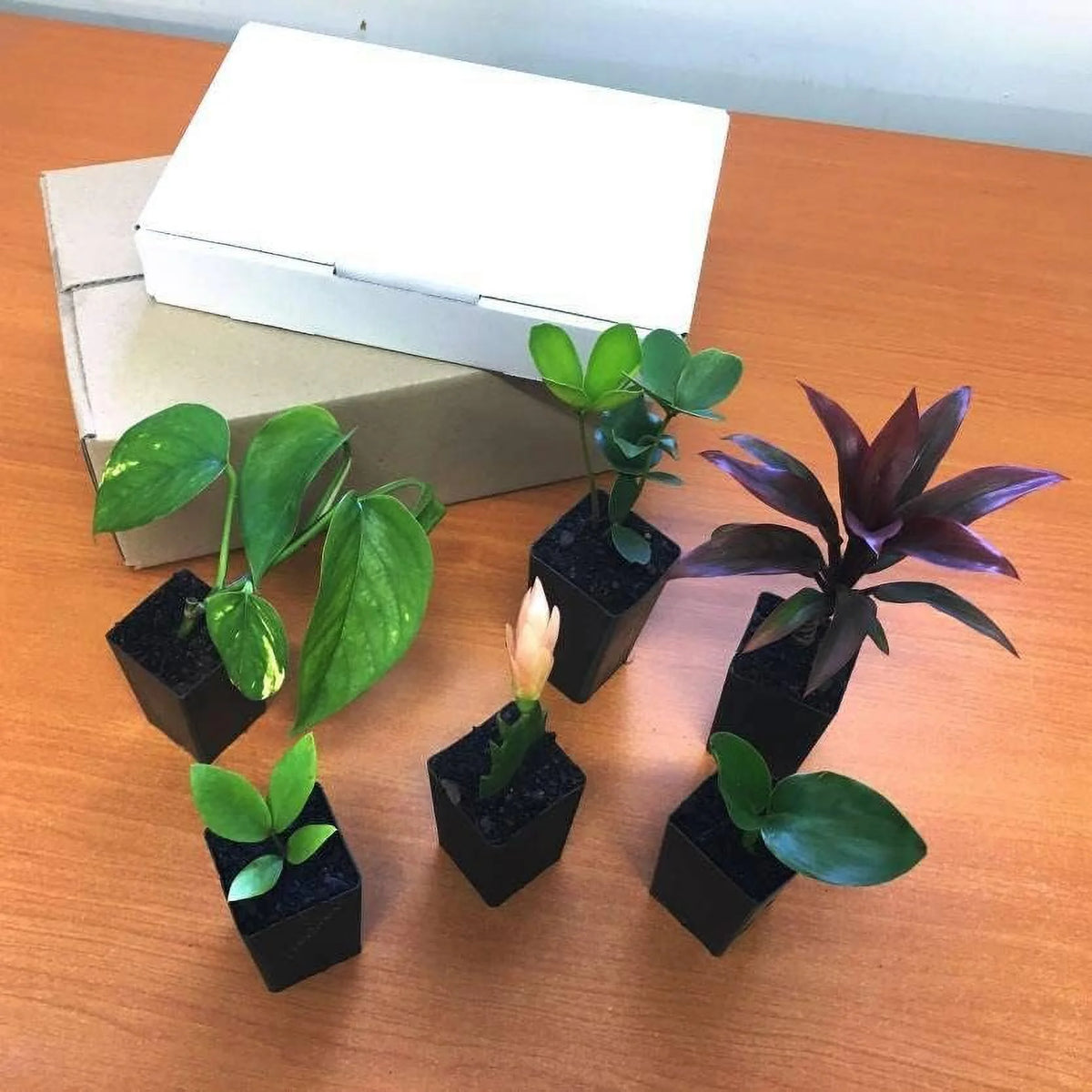 6 Live Plants in 2 Inch Pots T108081