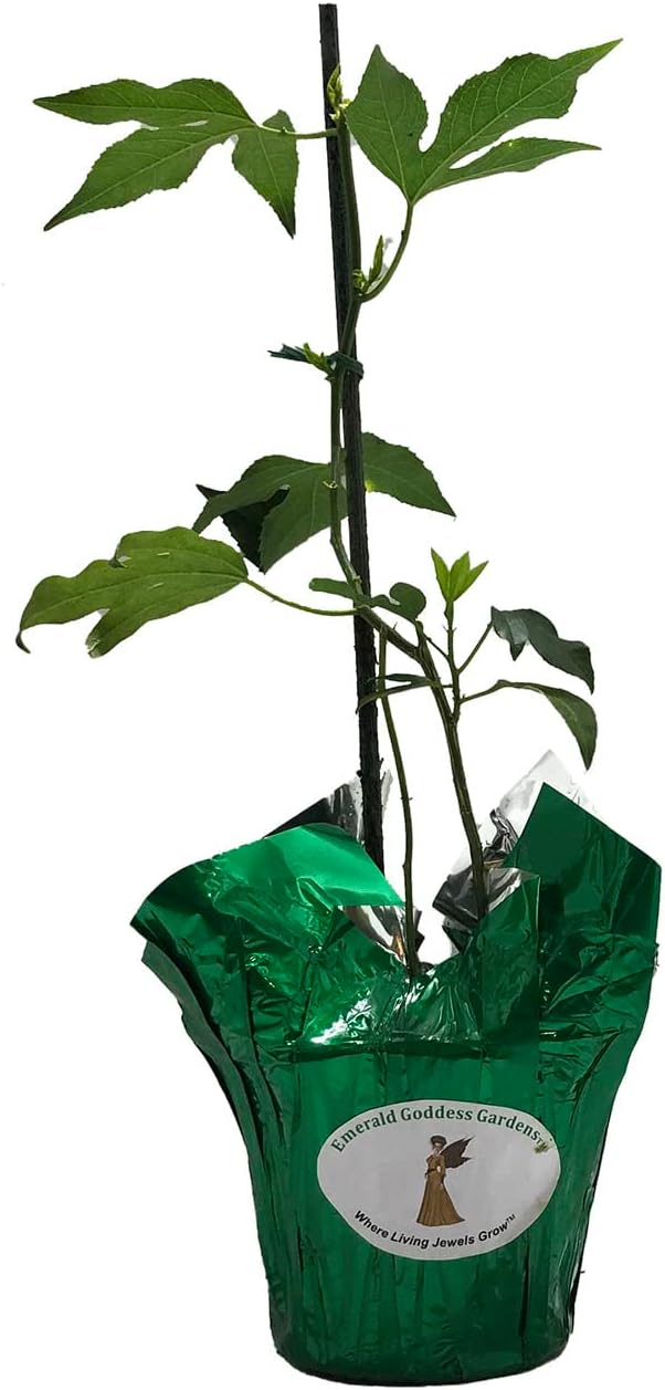 Incense Violet Purple Blue Passion Flower Vine Live Plant Starter Size 4 Inch Pot Y88988