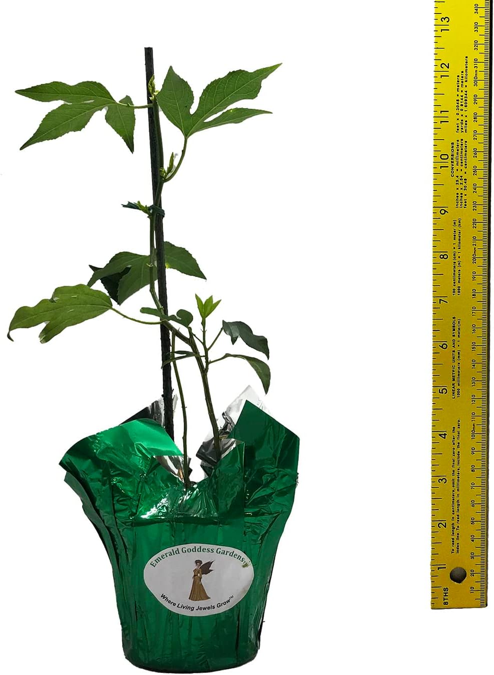 Incense Violet Purple Blue Passion Flower Vine Live Plant Starter Size 4 Inch Pot Y88988