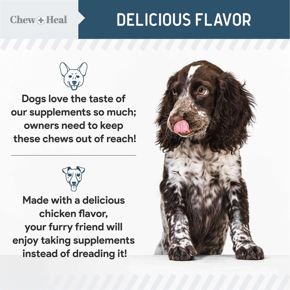 Digestive Enzymes & Probiotics Supplement for Dogs H462879