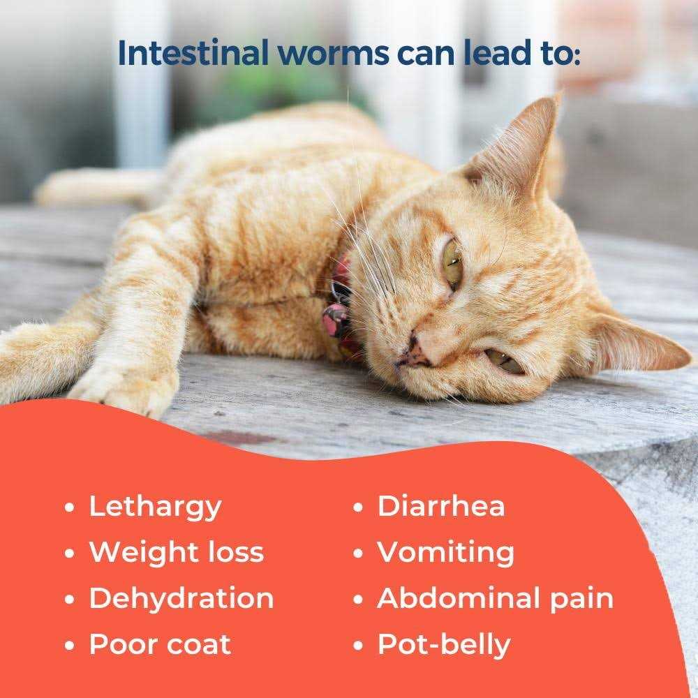 Broad Spectrum Dewormer for Cats and Kittens L493