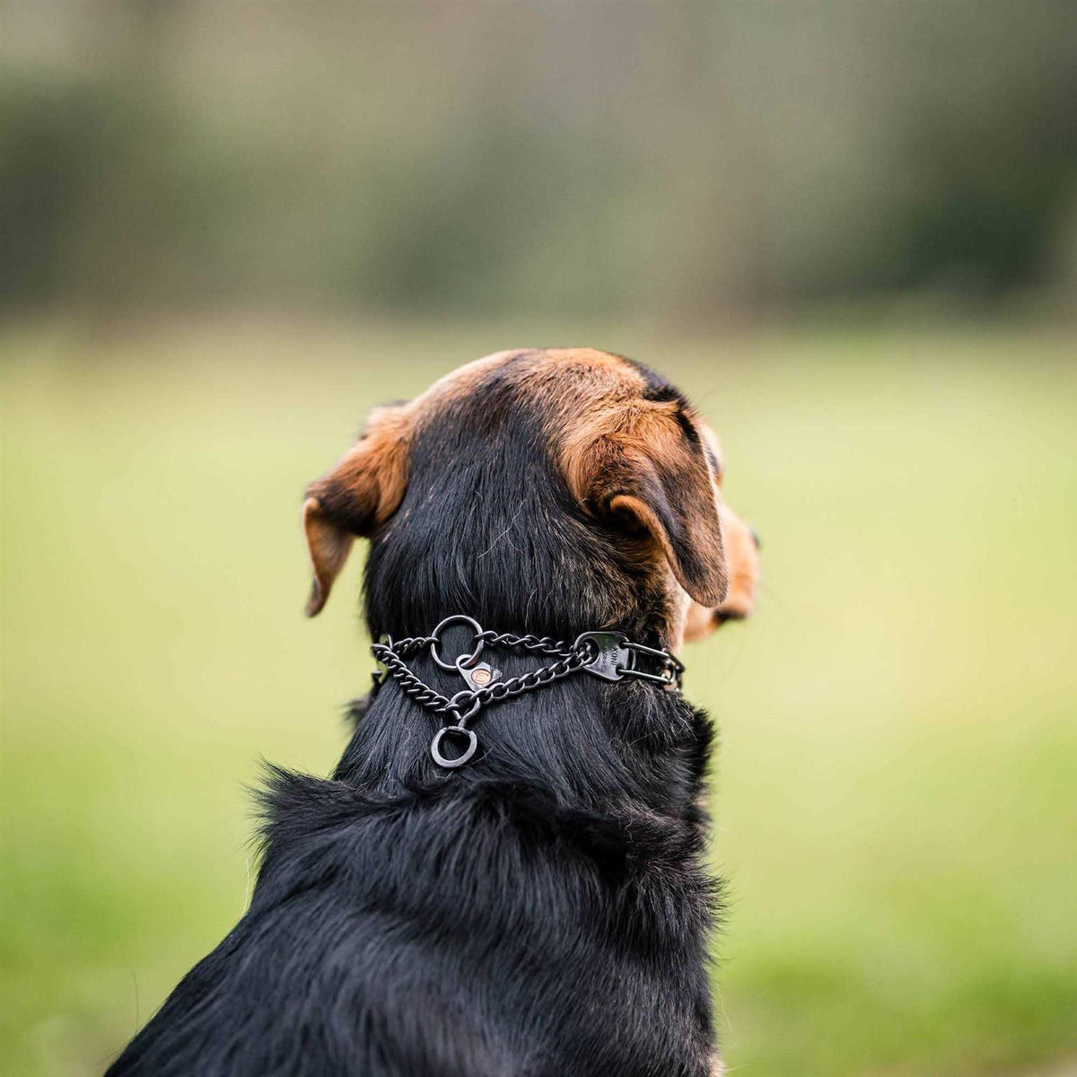 Black Prong Collar U948301